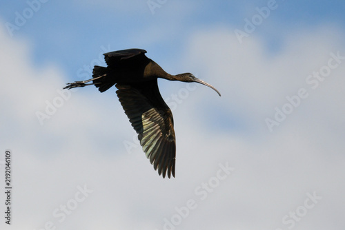 Canvastavla glossy ibis