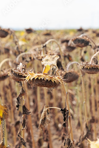 Obraz na plátně Withered sunflowers standing in a dry field under drought conditions