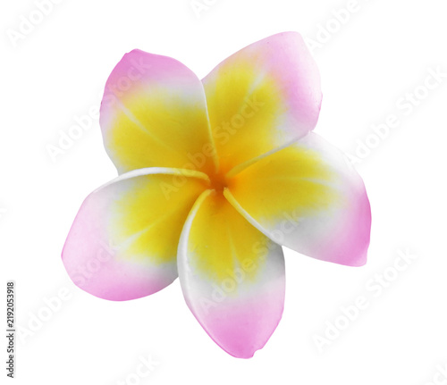 Pink plumeria flower isolated on white. Tropical plant