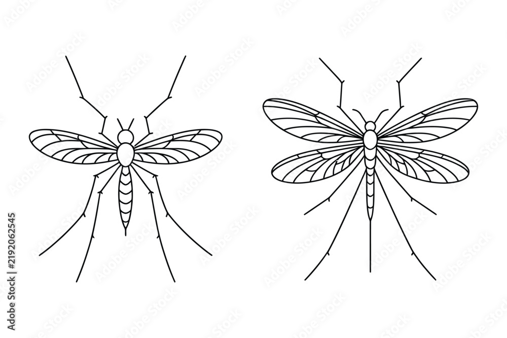 Obraz premium Detailed line art drawings of mosquito and crane fly insects with mosquito