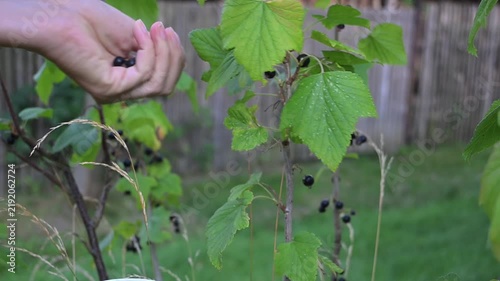 Blackcurrant, picking black berries into a ceramic bowl, close-up view, slow motion