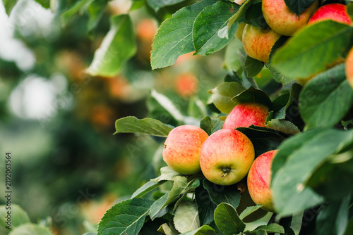 Apples in an apple orchard ready to harvest.