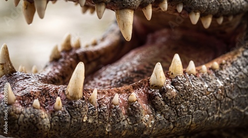 Close-Up of Open Crocodile Jaws with Sharp Teeth