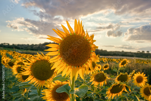 Sunflowers growing in agricultural field at golden hour light before dusk.