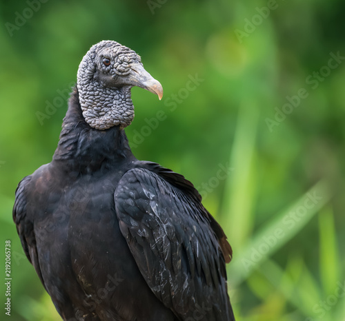 black vulture portrait