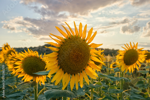 Sunflowers growing in agricultural field at golden hour light before dusk.