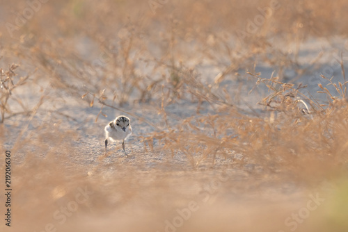 Bild auf Leinwand Kentish Plover (Charadrius alexandrinus) Fluffy Chick Standing Frontal on Sandy