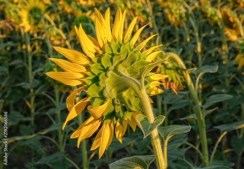 Back view of a sunflower head showing green sepal stem and yellow petals in field.