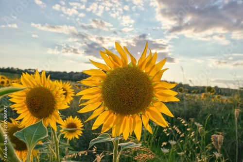 Scenic view of blooming sunflower field against sunset sky during harvest season.