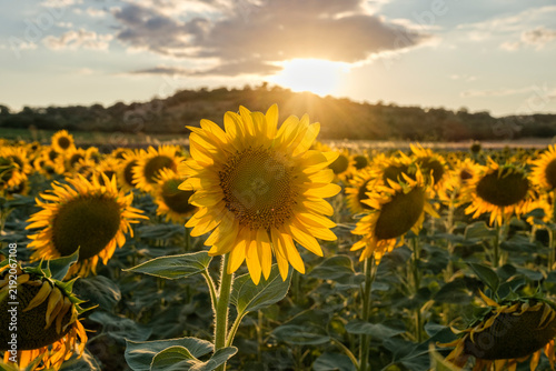 Close up of a blooming sunflower in field glowing in warm golden sunset backlight.