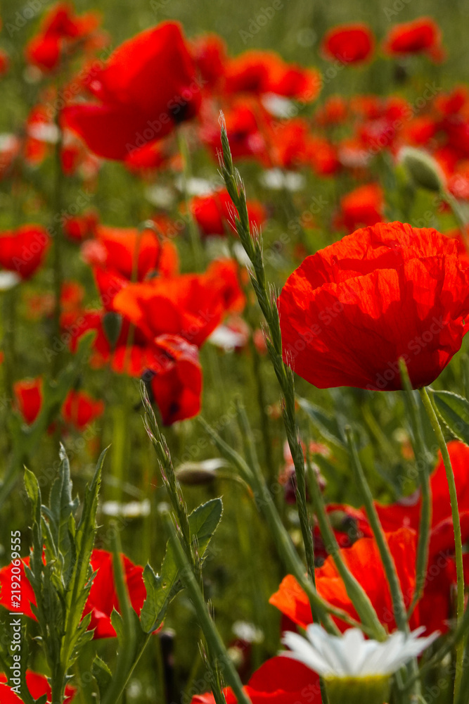 Fototapeta premium A vibrant field of red poppies sways in the summer breeze. These wild flowers create a colorful display under the bright sun in this beautiful natural landscape.