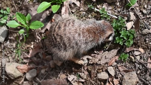 Close-Up Top View of a Meerkat Digging in the Ground and Running Away