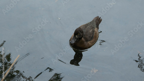 Tufted duck swimming alone on a dark lake water surface