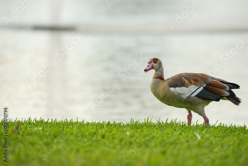 Egyptian goose on the grass