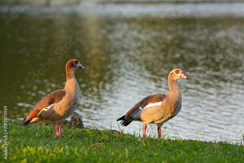 Fotografía Egyptian geese, goose, bird,  migratory bird, flock of ducks, duck, tree duck, d