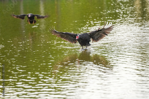 Muscovy duck landing