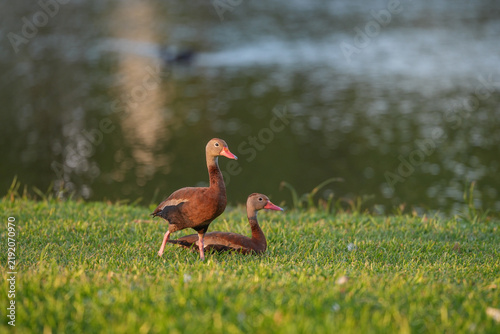 Pair of Whistling Duck