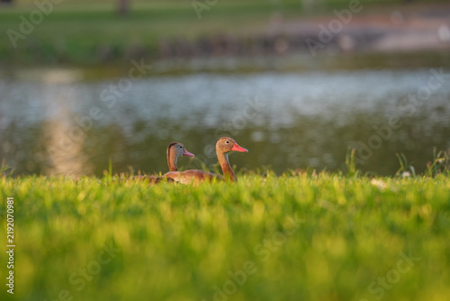 Pair of Whistling Duck