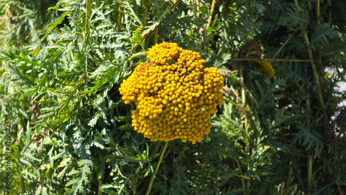Foto Bright yellow tansy flower cluster blooming amidst lush green feathery foliage o