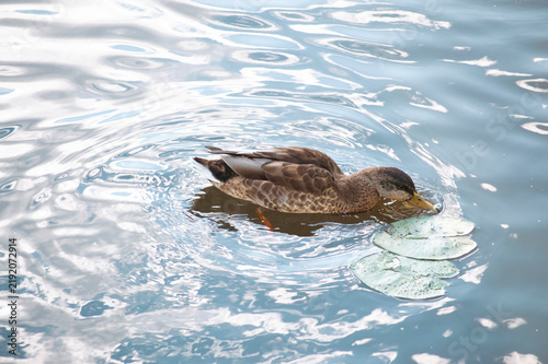 Obraz na płótnie duck swimming in the water