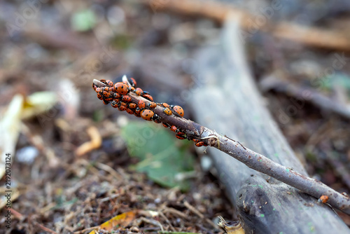 Cluster of ladybugs gathering on a dry twig
