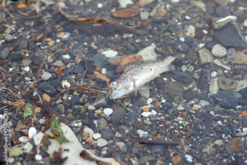 Dead fish lying in shallow water. Aquatic wildlife mortality