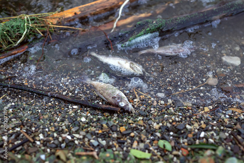 Dead fish in shallow water on a rocky algae-covered shoreline.  ecosystem health and water quality.