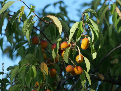Foto Ripening American Plum (Prunus americana) Fruits in Early Autumn, Colorado