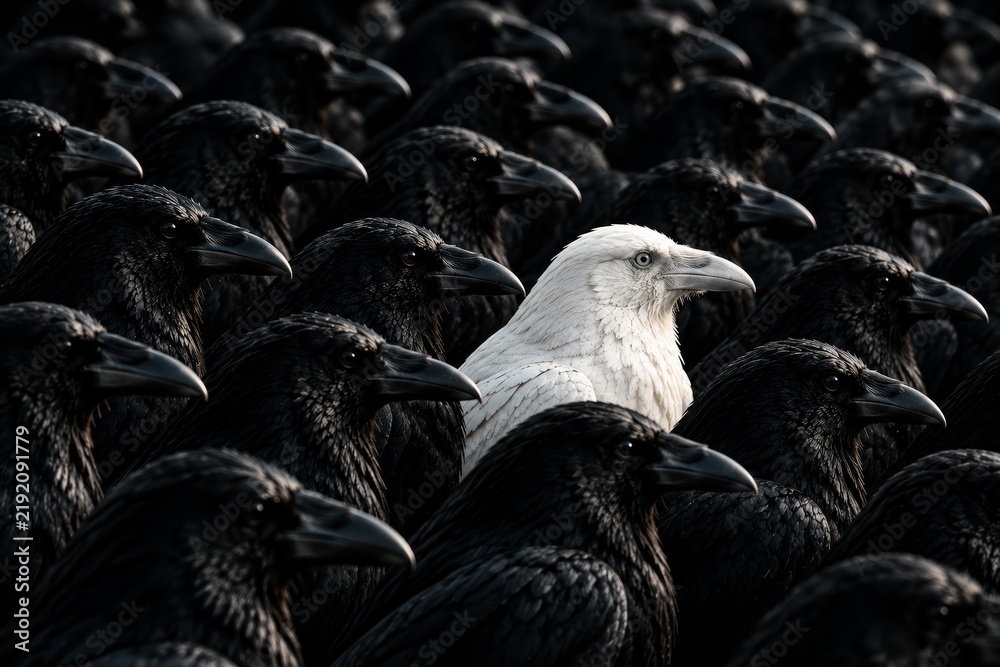 Obraz premium Single White Raven Standing Out In A Crowd Of Black Ravens Concept Of Individuality Uniqueness Leadership And Non Conformity