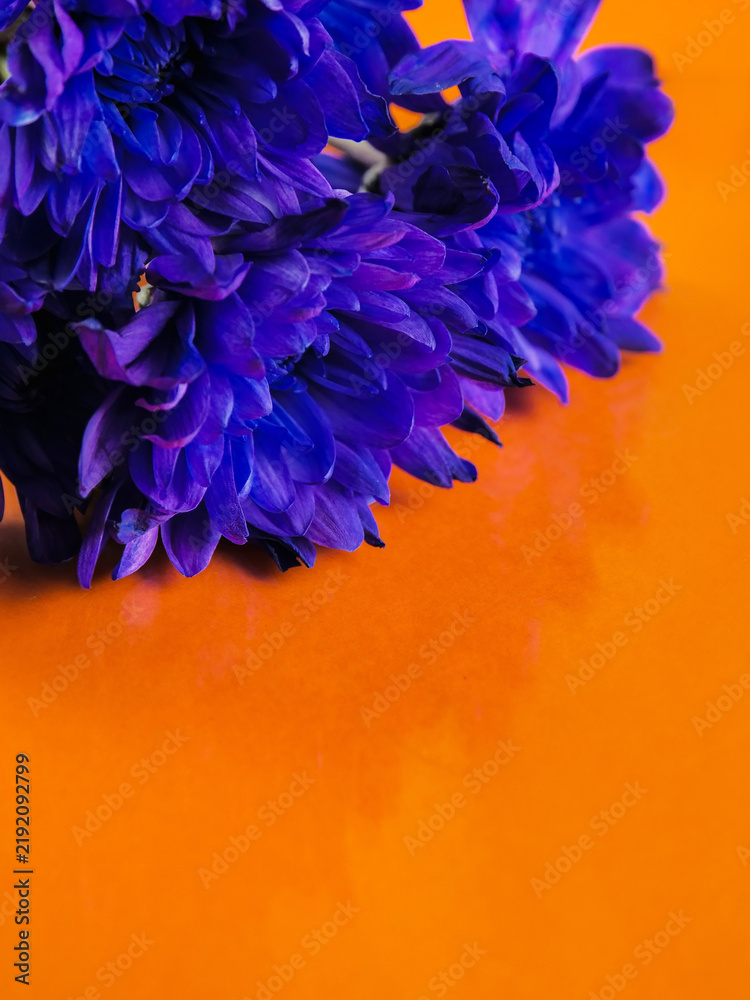 Obraz premium Vibrant purple flower blooms against bold orange background. Petals curl delicately, showcasing rich, saturated color. Composition leaves space for text or design elements. Ideal for creative projects