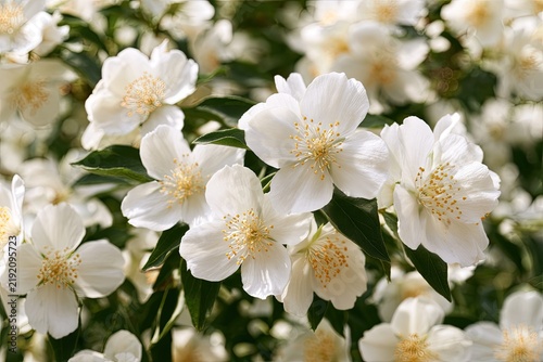 Delicate white blossoms with yellow centers, surrounded by dark green leaves