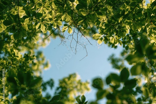 Looking up through vibrant green foliage towards a clear blue sky (1)