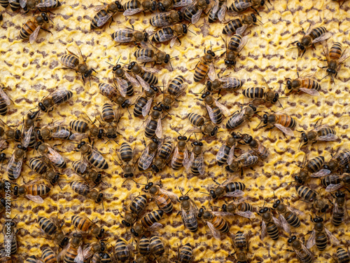 Bees close honey in combs. For long-term storage, honey bees are closed in combs.