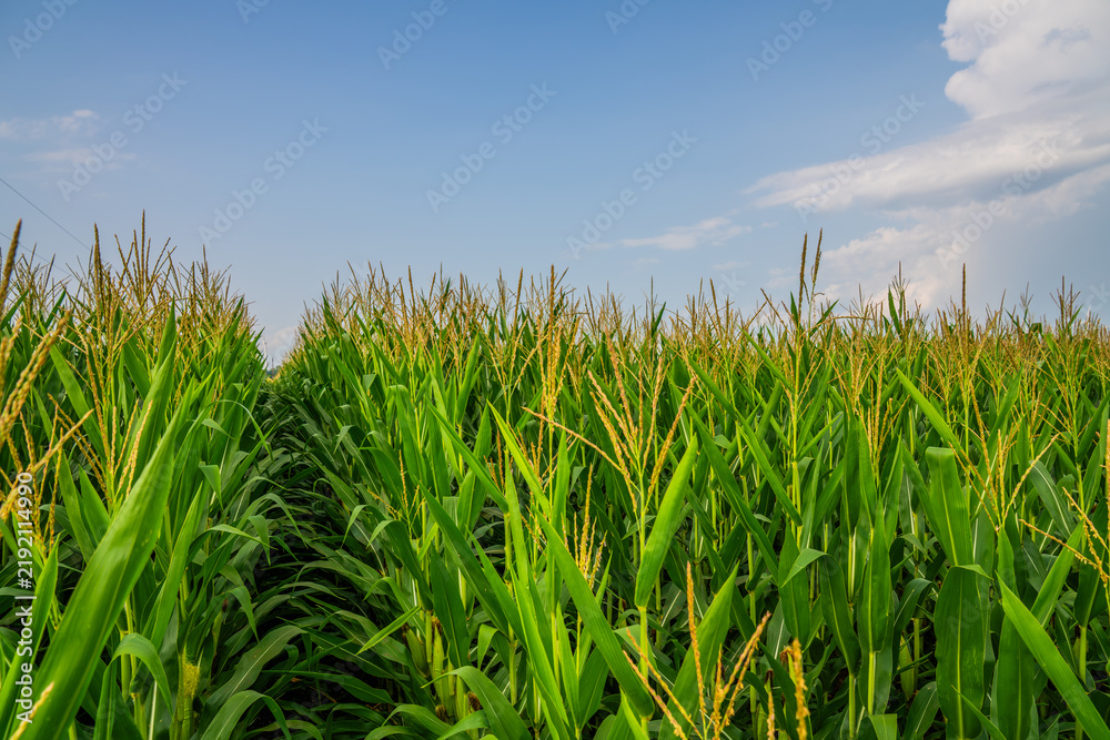 Obraz premium Cornfield On a Farm