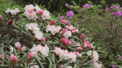A close-up shows Rhododendron yakushimanum ‘Koichiro Wada’ with thick green leaves and developing buds in soft daylight. Subtle surface texture and stable framing highlight its compact growth form.
