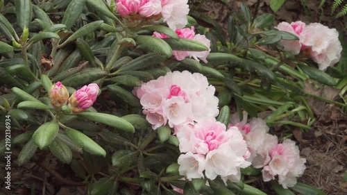 A static close-up shows Rhododendron yakushimanum ‘Koichiro Wada’ in full bloom with soft pink-white clusters and fresh buds among thick green foliage. Gentle daylight highlights floral texture.