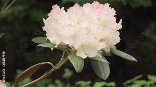 A pastel-toned rhododendron blossom in full bloom with delicate petals and broad green foliage in macro. Gentle daylight and shallow depth highlight floral texture and a calm spring atmosphere.