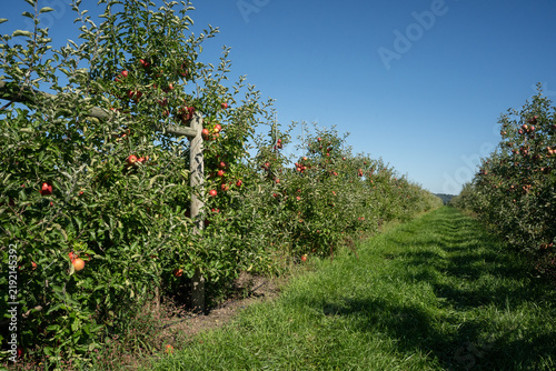 Apples Ready for Harvest at Orchard in rural Lancaster County, Pennsylvania