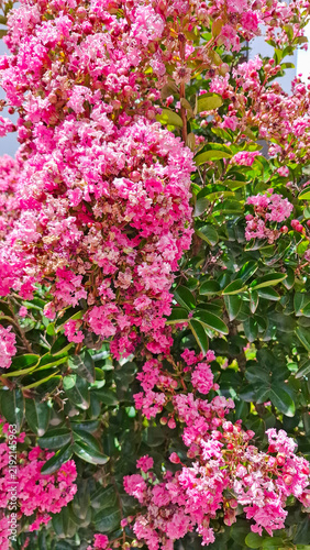 Obraz na płótnie Dazzling blooms of Lagerstroemia indica adorn an urban setting, highlighting the contrast between the deep pink flowers and the modern outdoor background
