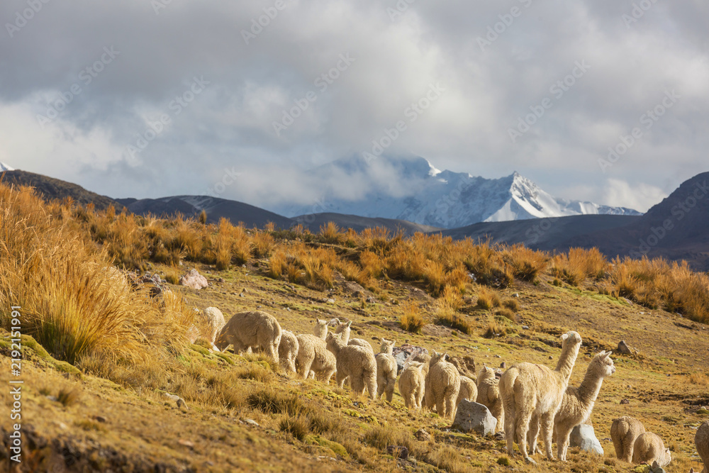Fototapeta premium Llama