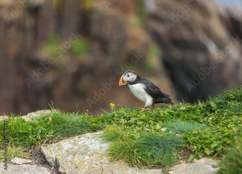 Puffin