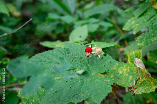 фотографія Close-up of a small bright red berry resting on a vibrant green leaf in a lush n