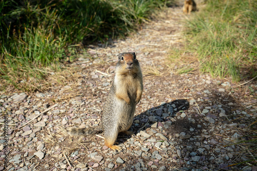 Konstfotografi A ground squirrel stands upright on its hind legs on a dirt and gravel hiking trail, looking directly at the camera with curiosity