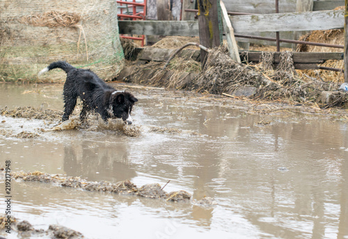 Canvastavla muddy puppy