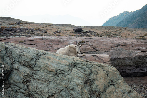 Canvastavla A wild mountain goat rests peacefully on a rugged rocky plateau in a remote alpi
