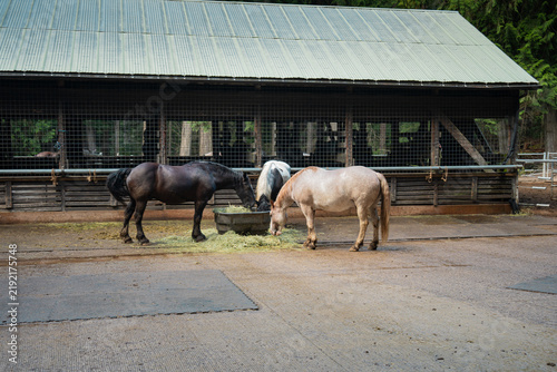 Bild auf Leinwand Horses eat hay together from a trough in front of a rustic wooden barn at a peac