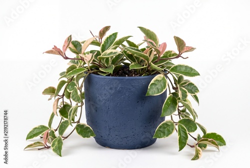Variegated Hoya Carnosa Plant in Blue Ceramic Pot on White Background