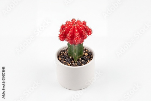 Vibrant Red Moon Cactus in White Ceramic Pot on White Background