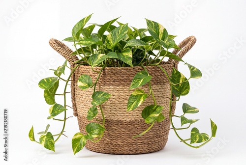 Lush Pothos Plant Growing in Decorative Woven Seagrass Basket Planter