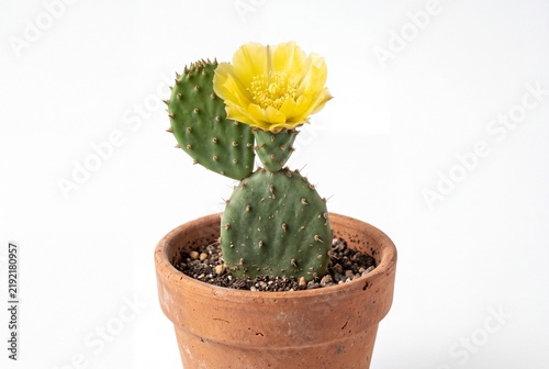 Blooming Yellow Flower on Prickly Pear Cactus in Terracotta Clay Pot